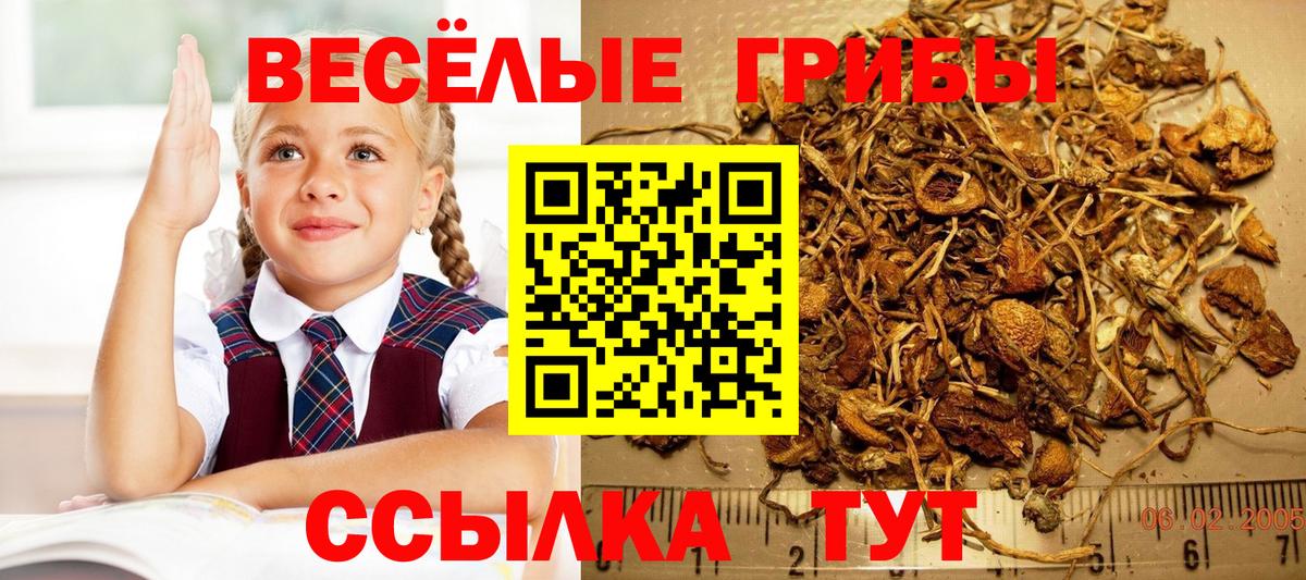 Псилоцибиновые грибы Psilocybine cubensis Дивногорск